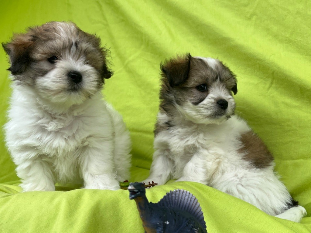 Chiot Elevage Des Vents D Oc An Eleveur De Chiens Coton De Tulear