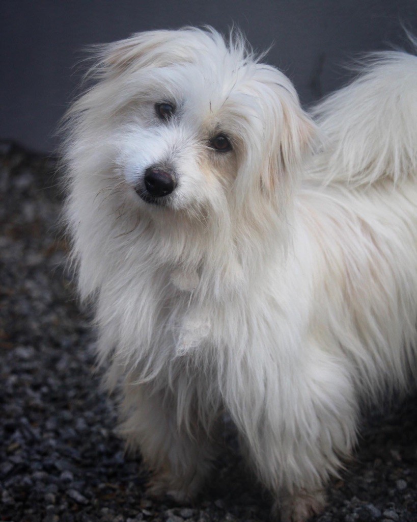 Les Coton de Tulear de l'affixe des vents d'océan