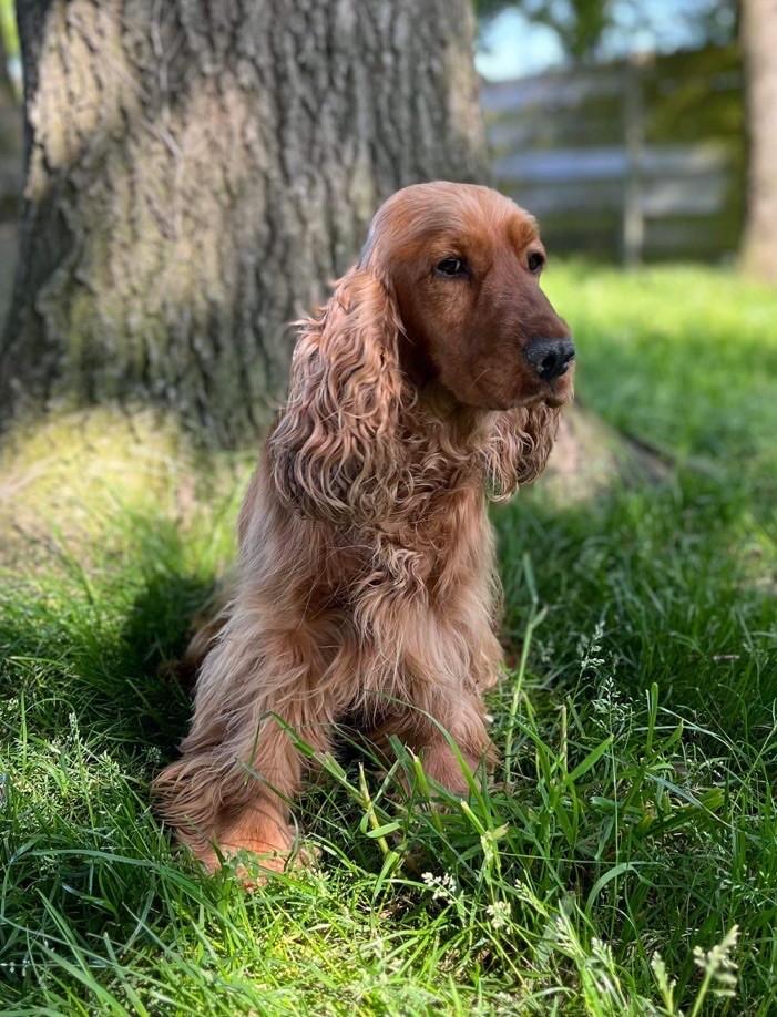 Les Cocker Spaniel Anglais de l'affixe des vents d'océan