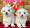  - nos petits chiots bichon maltais seront disponibles en janvier 