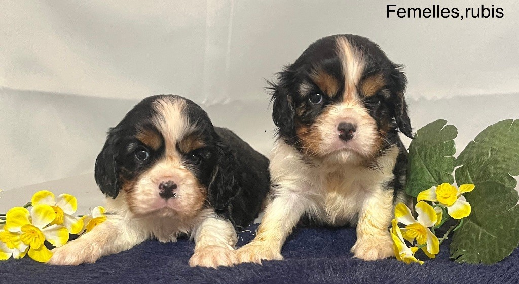 des vents d'océan - Chiot disponible  - Cavalier King Charles Spaniel