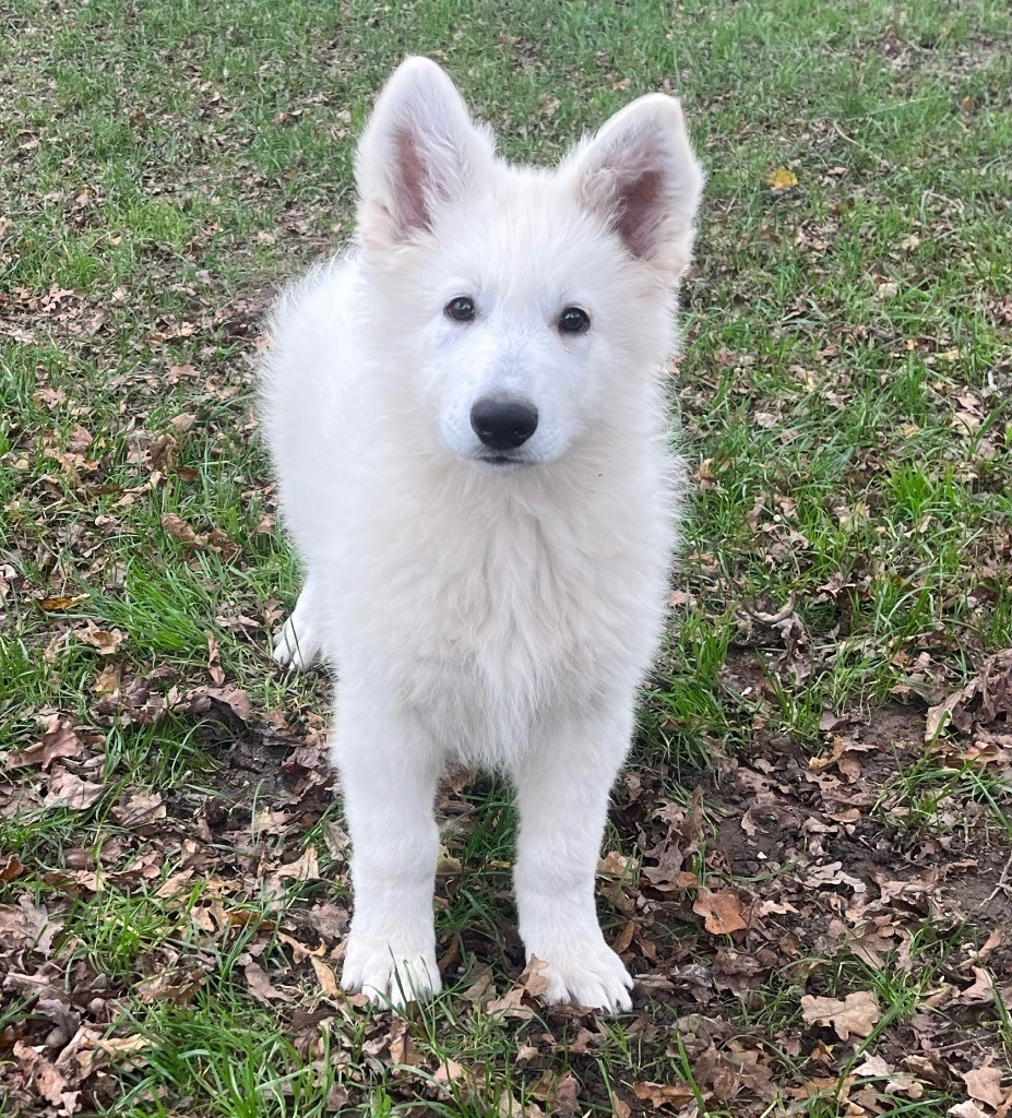 des vents d'océan - Chiot disponible  - Berger Blanc Suisse