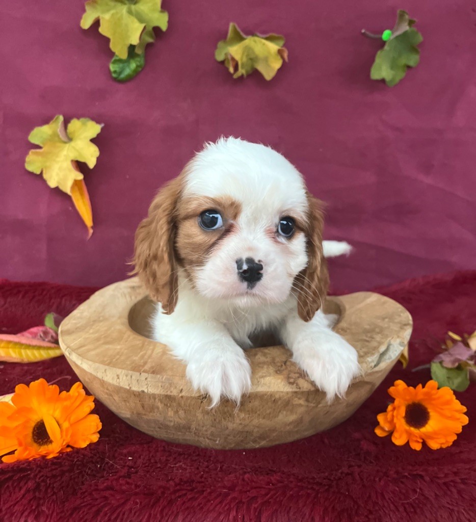 des vents d'océan - Chiot disponible  - Cavalier King Charles Spaniel