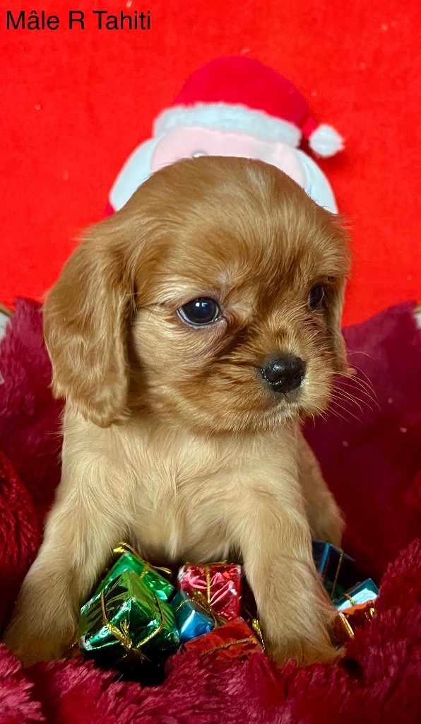 des vents d'océan - Chiot disponible  - Cavalier King Charles Spaniel