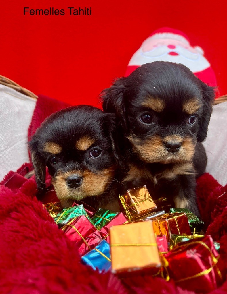 des vents d'océan - Chiot disponible  - Cavalier King Charles Spaniel