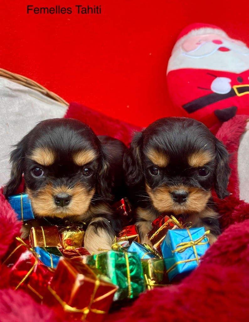 des vents d'océan - Chiot disponible  - Cavalier King Charles Spaniel