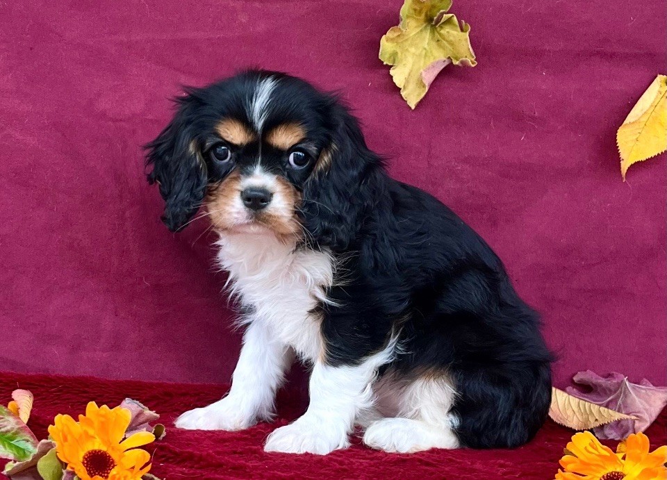 des vents d'océan - Chiot disponible  - Cavalier King Charles Spaniel