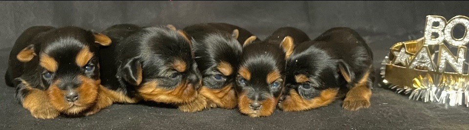 des vents d'océan - Chiot disponible  - Yorkshire Terrier