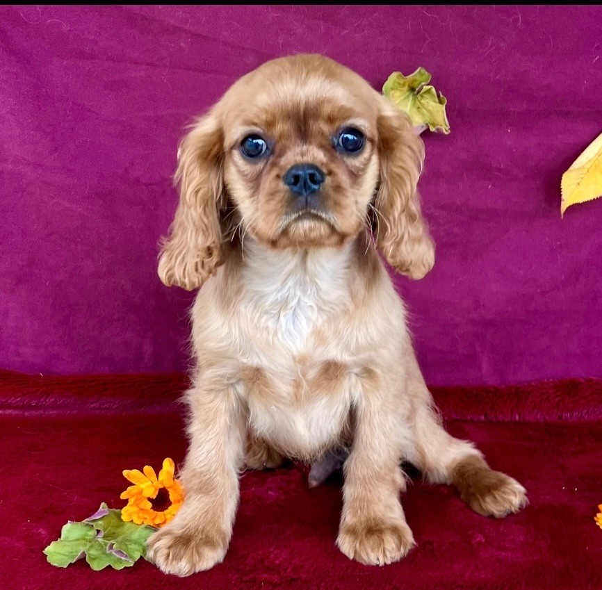 des vents d'océan - Chiot disponible  - Cavalier King Charles Spaniel