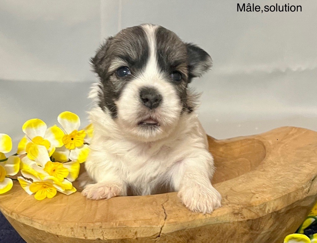 des vents d'océan - Chiot disponible  - Coton de Tulear