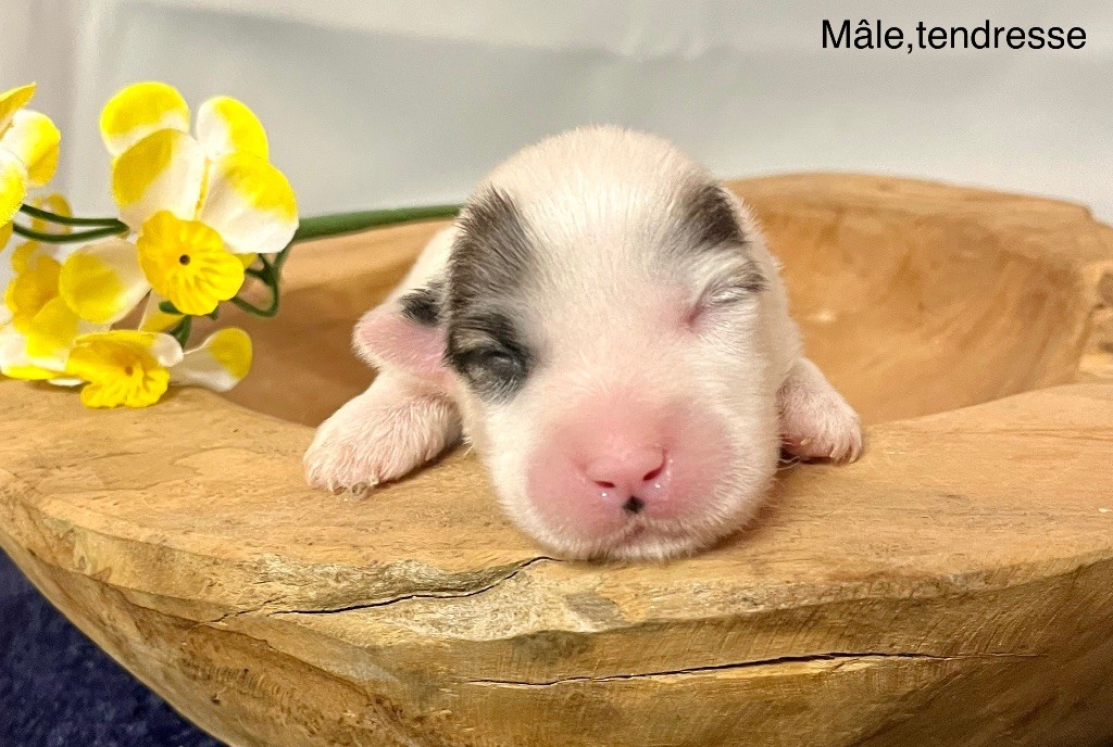 des vents d'océan - Chiot disponible  - Coton de Tulear