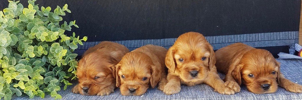 des vents d'océan - Chiot disponible  - Cavalier King Charles Spaniel