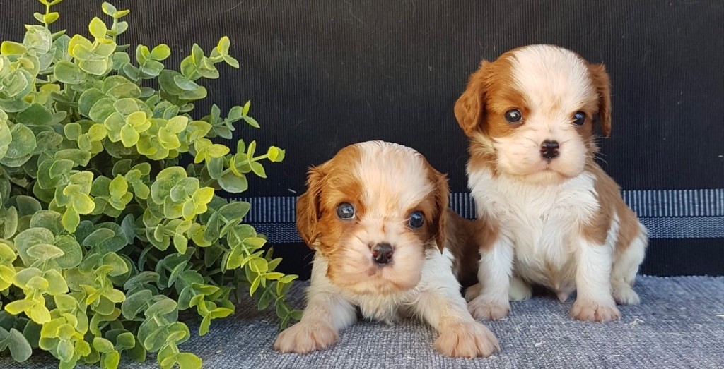 des vents d'océan - Chiot disponible  - Cavalier King Charles Spaniel