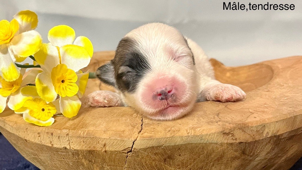 des vents d'océan - Chiot disponible  - Coton de Tulear