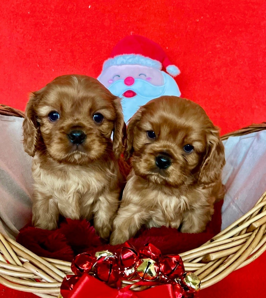 des vents d'océan - Chiot disponible  - Cavalier King Charles Spaniel