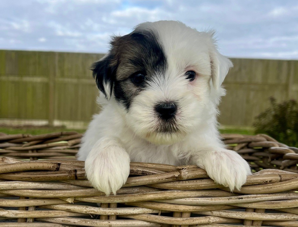 des vents d'océan - Chiot disponible  - Coton de Tulear