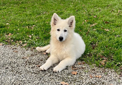 des vents d'océan - Berger Blanc Suisse - Portée née le 21/08/2024