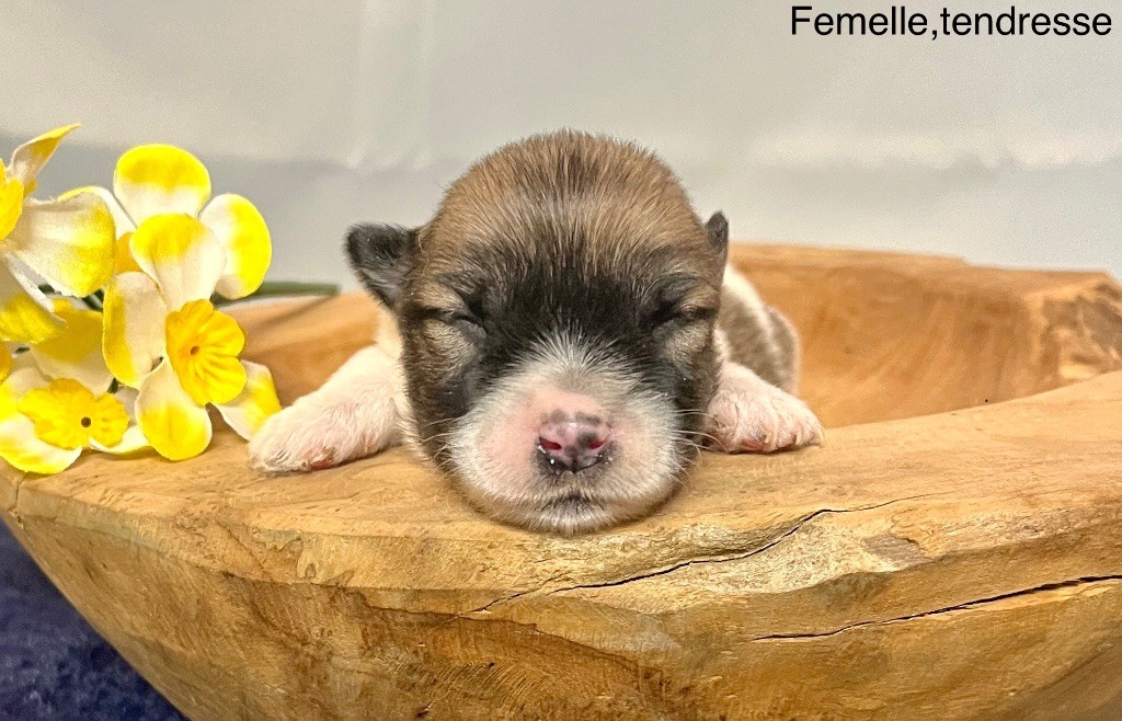 des vents d'océan - Chiot disponible  - Coton de Tulear