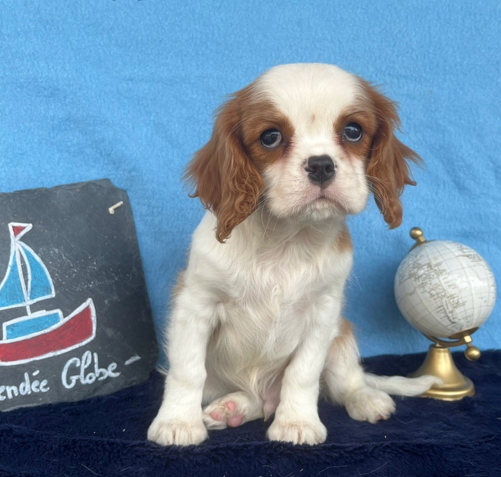 des vents d'océan - Chiot disponible  - Cavalier King Charles Spaniel