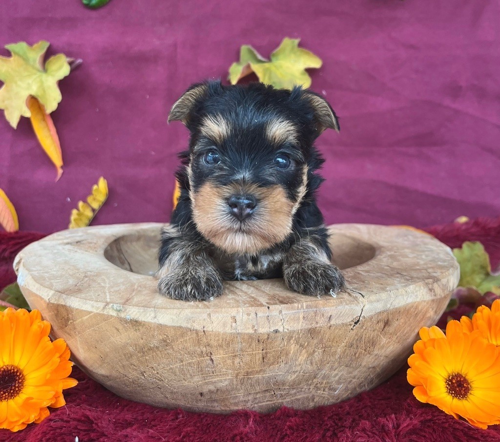 des vents d'océan - Chiot disponible  - Yorkshire Terrier