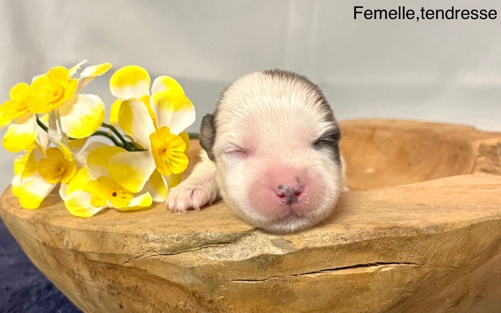 des vents d'océan - Chiot disponible  - Coton de Tulear