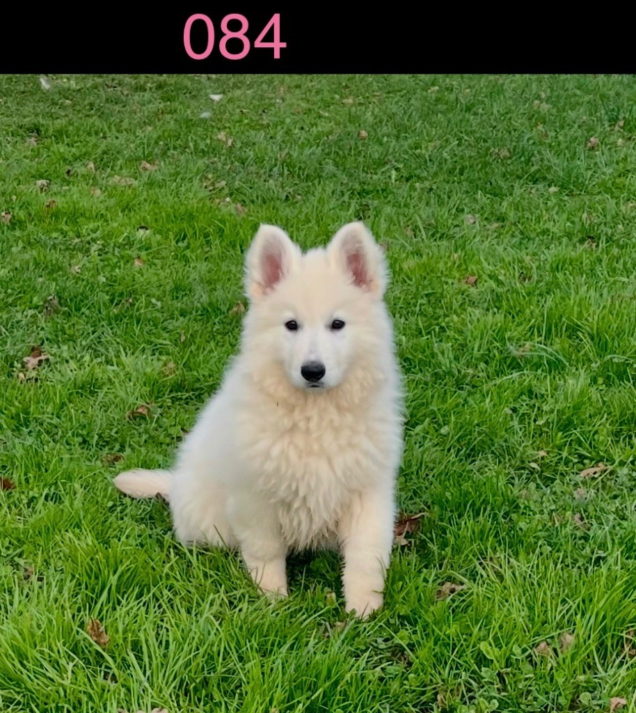 des vents d'océan - Chiot disponible  - Berger Blanc Suisse