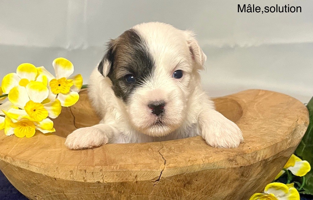 des vents d'océan - Chiot disponible  - Coton de Tulear