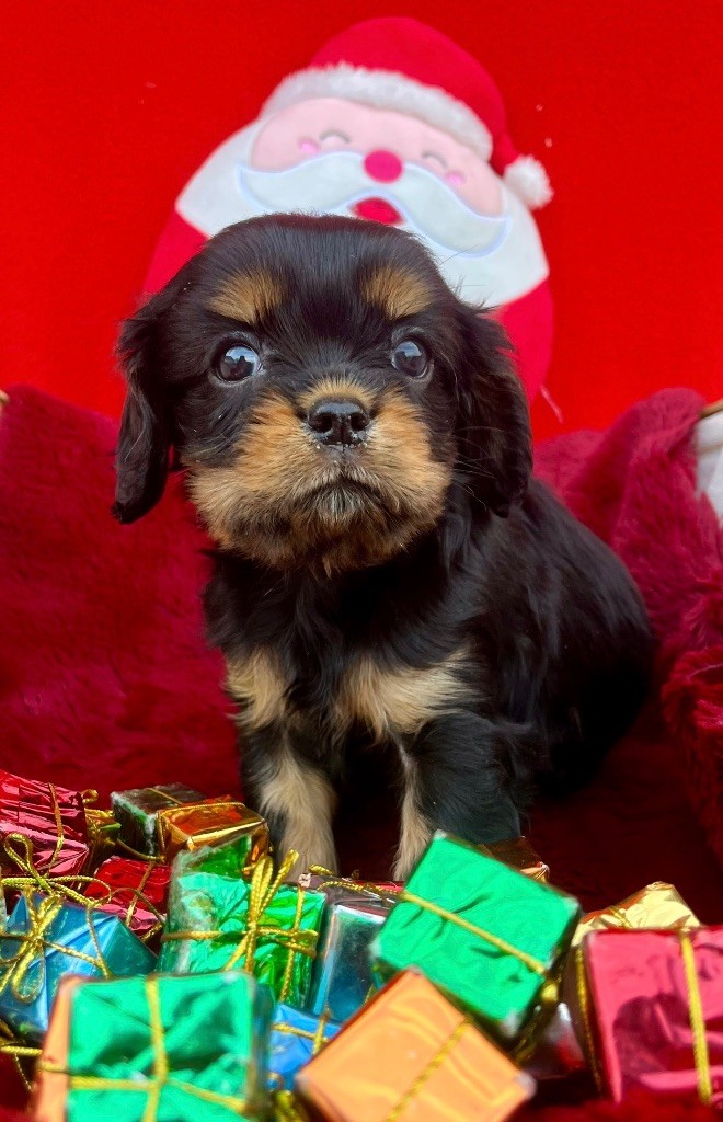 des vents d'océan - Chiot disponible  - Cavalier King Charles Spaniel