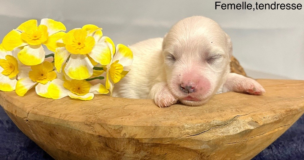 des vents d'océan - Chiot disponible  - Coton de Tulear