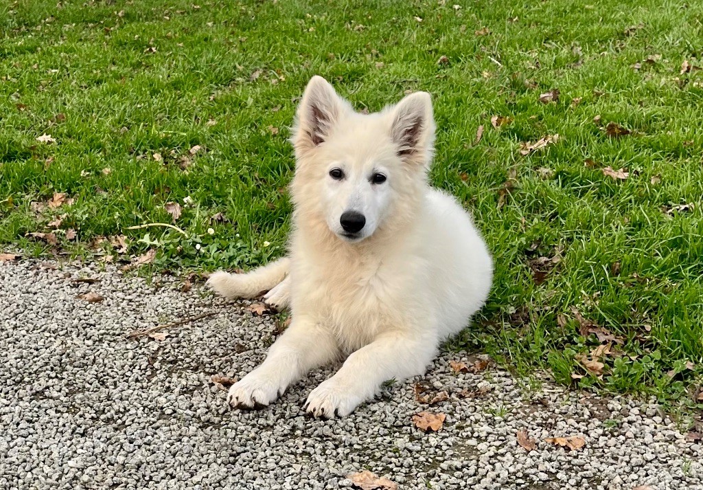 des vents d'océan - Chiot disponible  - Berger Blanc Suisse