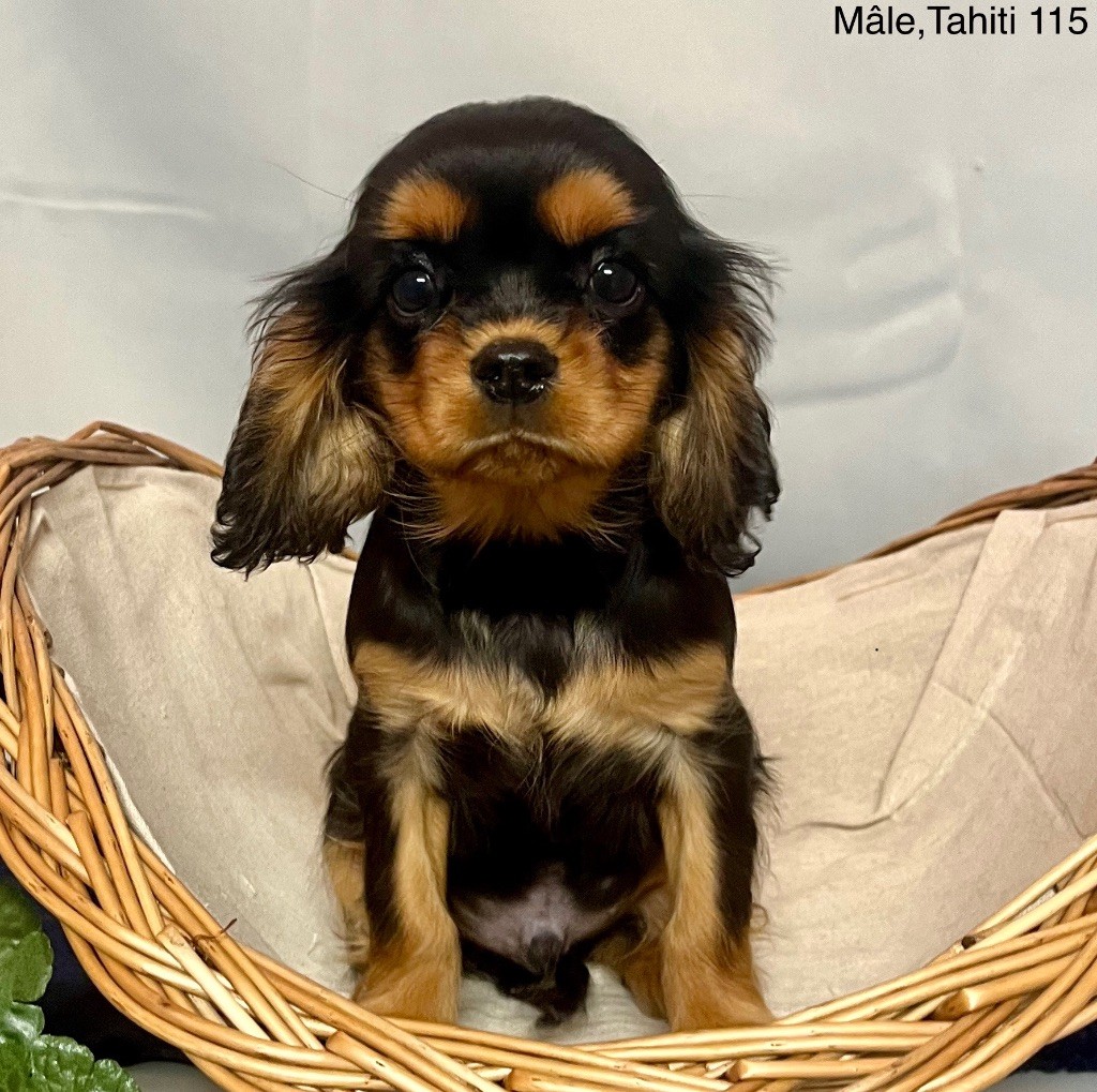 des vents d'océan - Chiot disponible  - Cavalier King Charles Spaniel