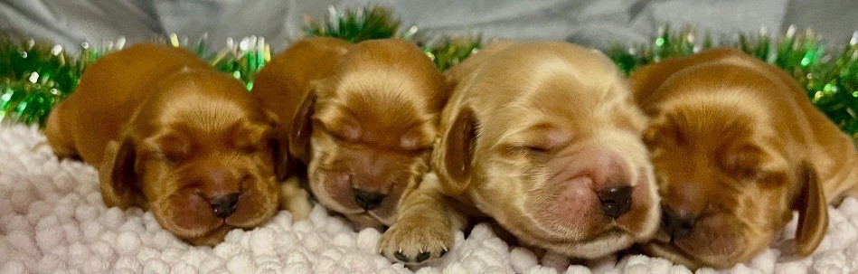 des vents d'océan - Chiot disponible  - Cocker Spaniel Anglais