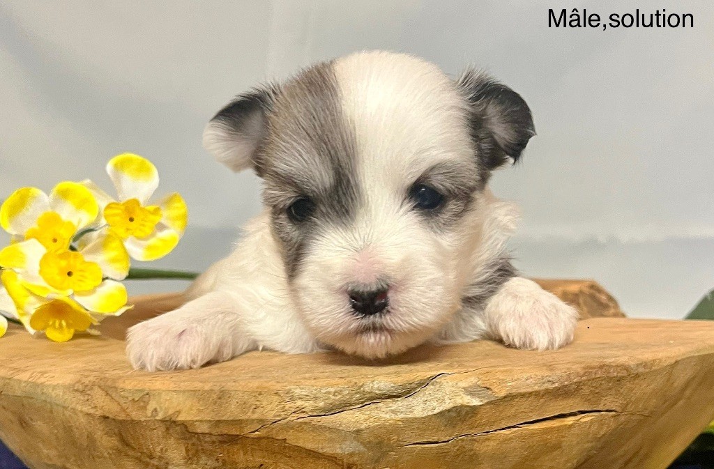 des vents d'océan - Chiot disponible  - Coton de Tulear