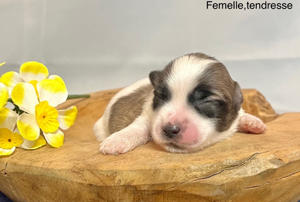 des vents d'océan - Chiot disponible  - Coton de Tulear