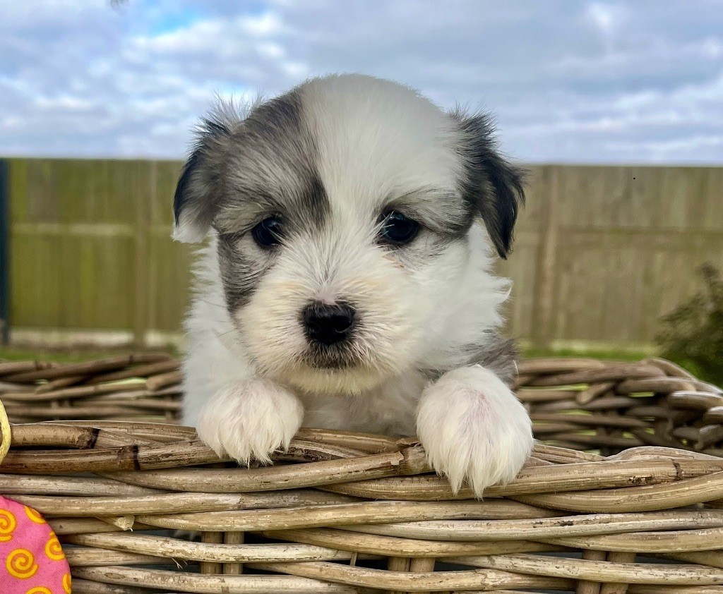 des vents d'océan - Chiot disponible  - Coton de Tulear