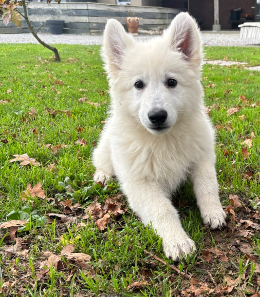 des vents d'océan - Chiot disponible  - Berger Blanc Suisse