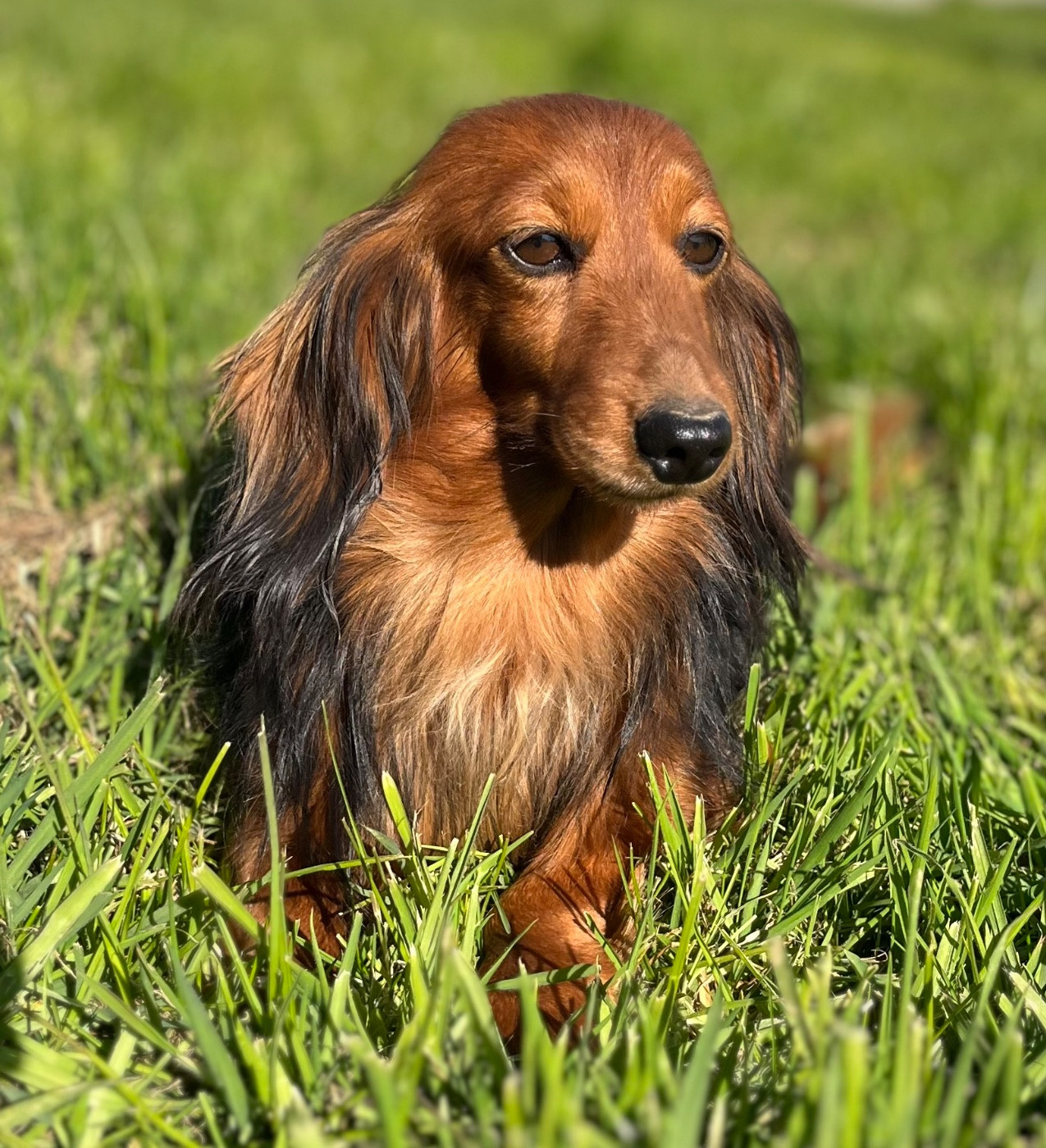 Smarties Des Vents D'Océan