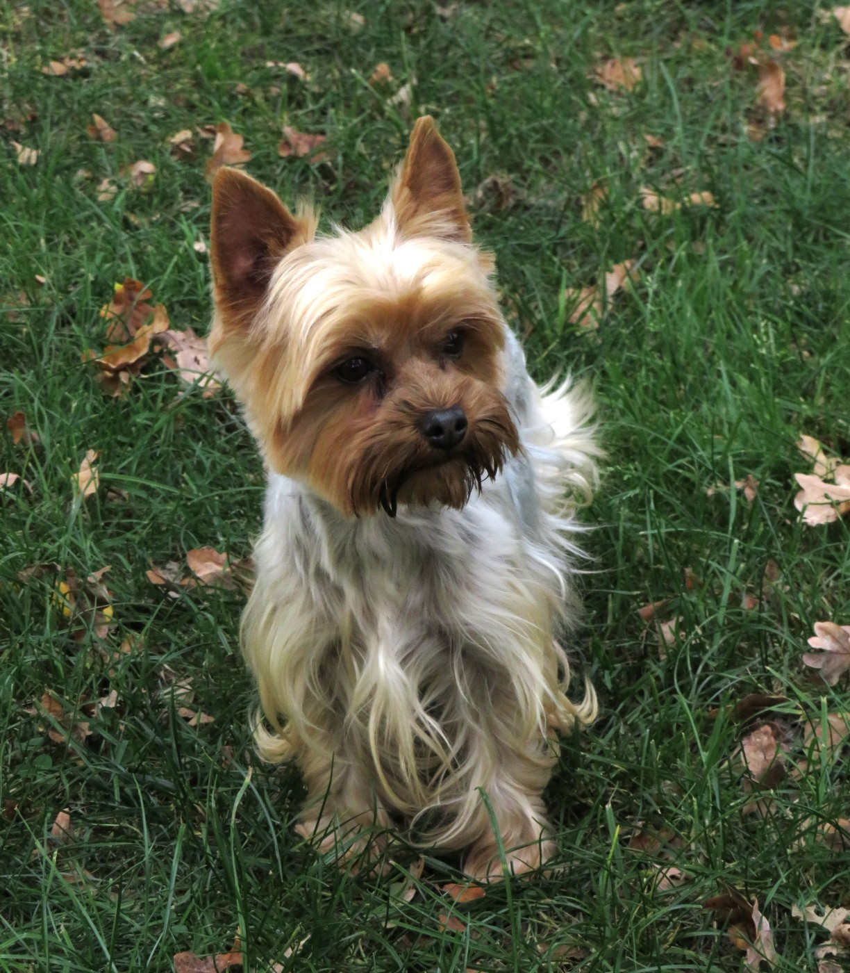 Rebelle Des Vents D'Océan