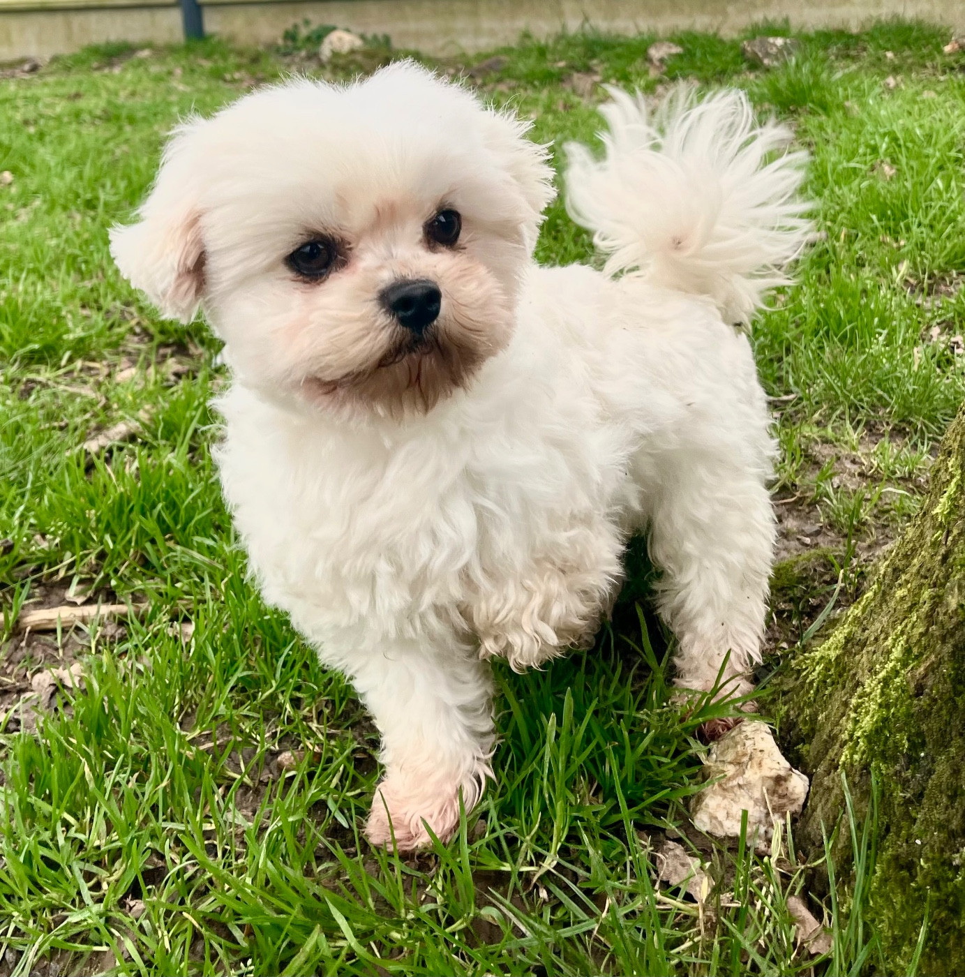 Tiplouf de l’air salin