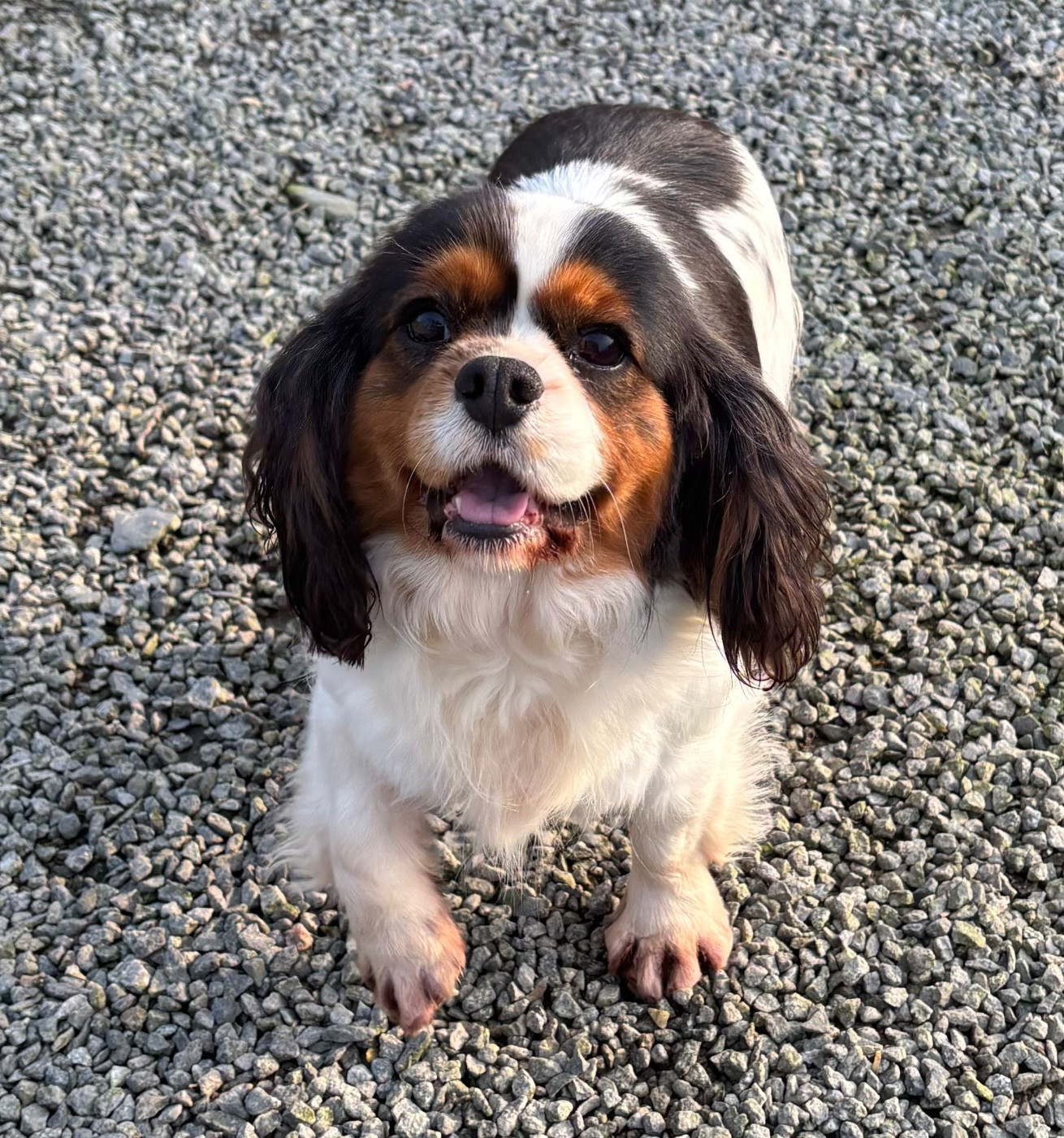 Tash Des Vents D'Océan