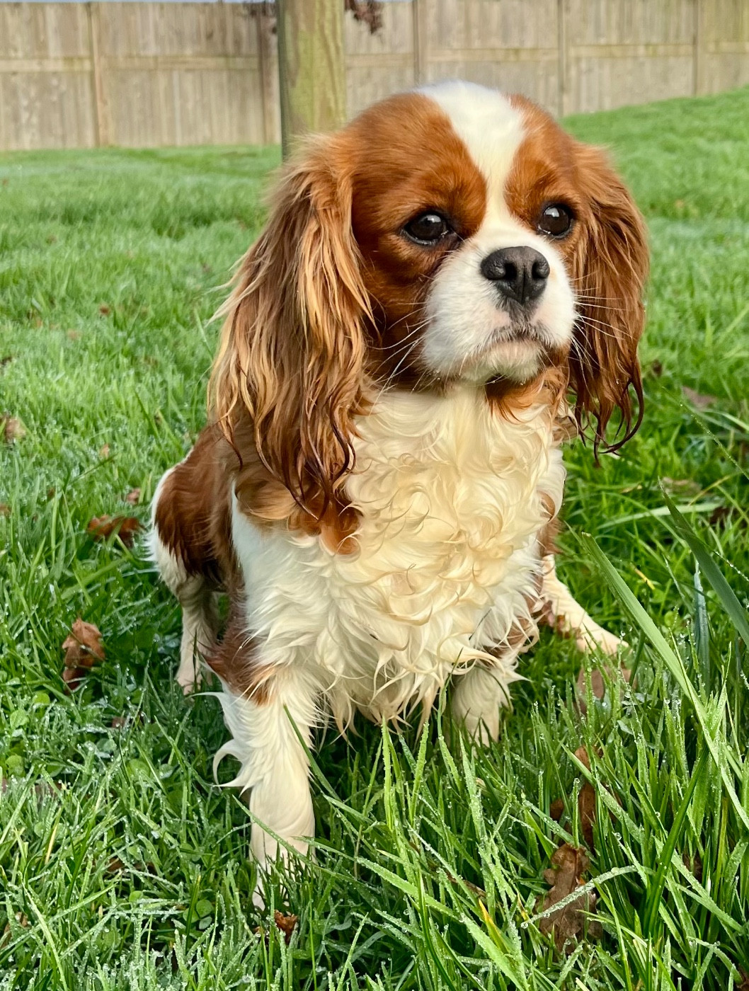 Terra cotta Des Vents D'Océan