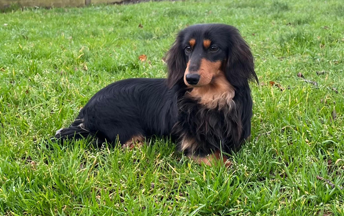 viking (Sans Affixe)