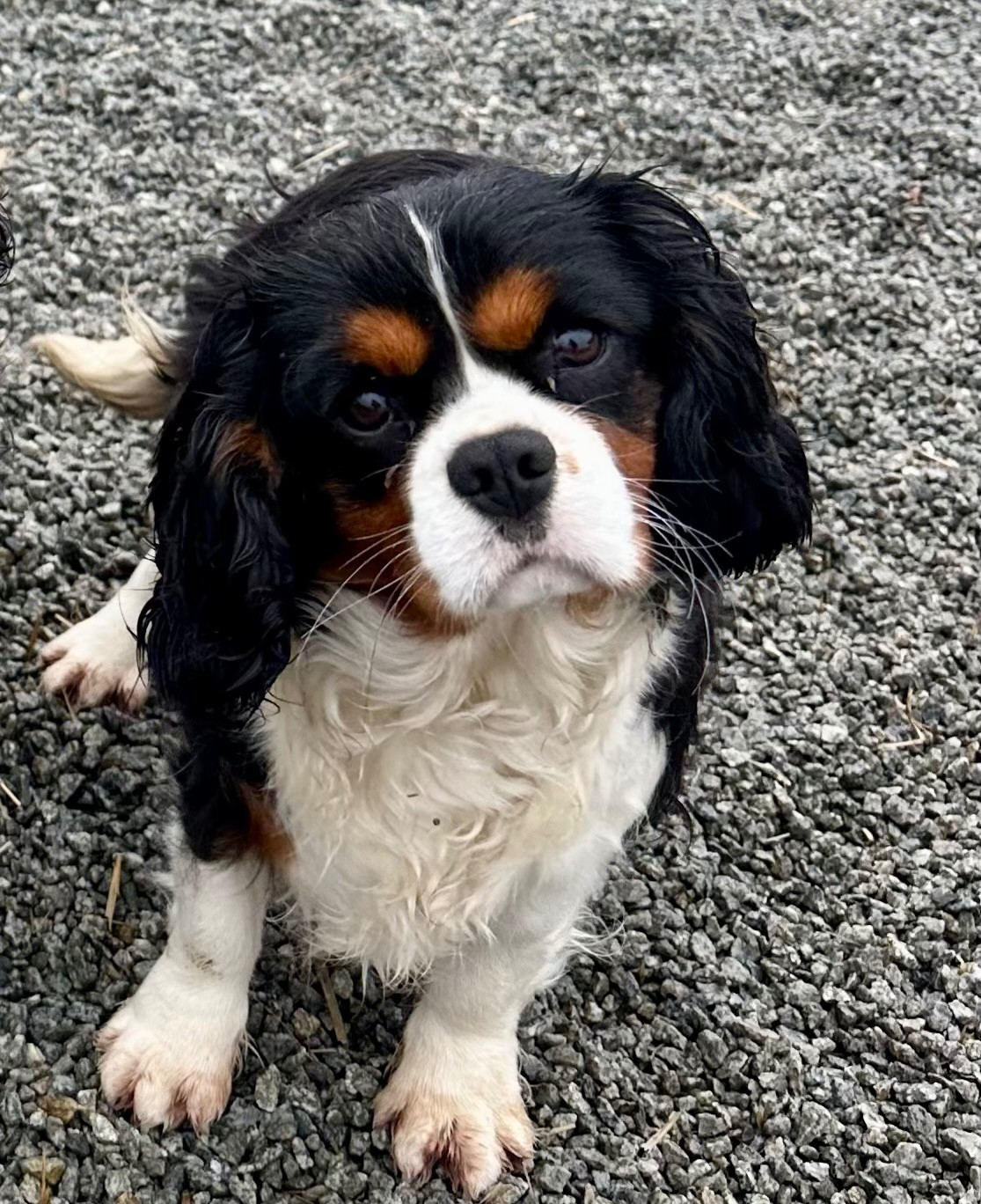 vaiana Des Vents D'Océan