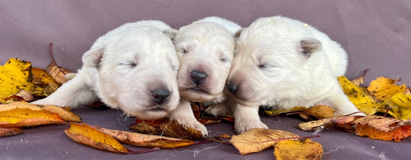 nos petits berger blanc sont nés...