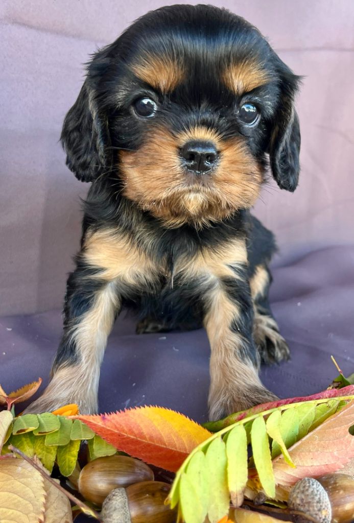 nos petits cavalier king Charles sont arrivés pour l'automne...