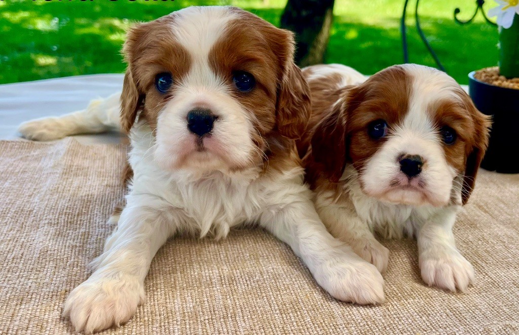 Voici nos petits chiots cavalier, King, Charles Blenheim?.