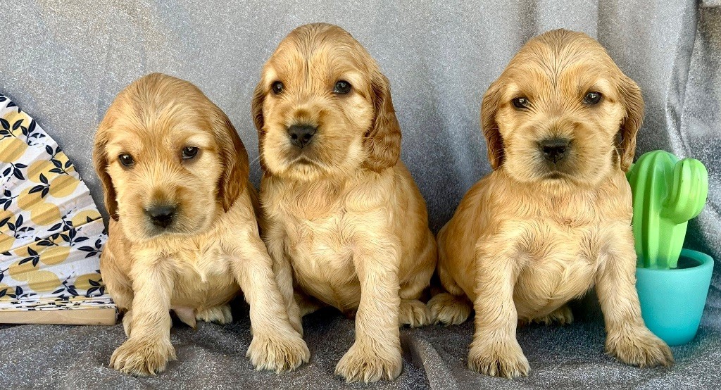 des vents d'océan - Chiots disponibles - Cocker Spaniel Anglais