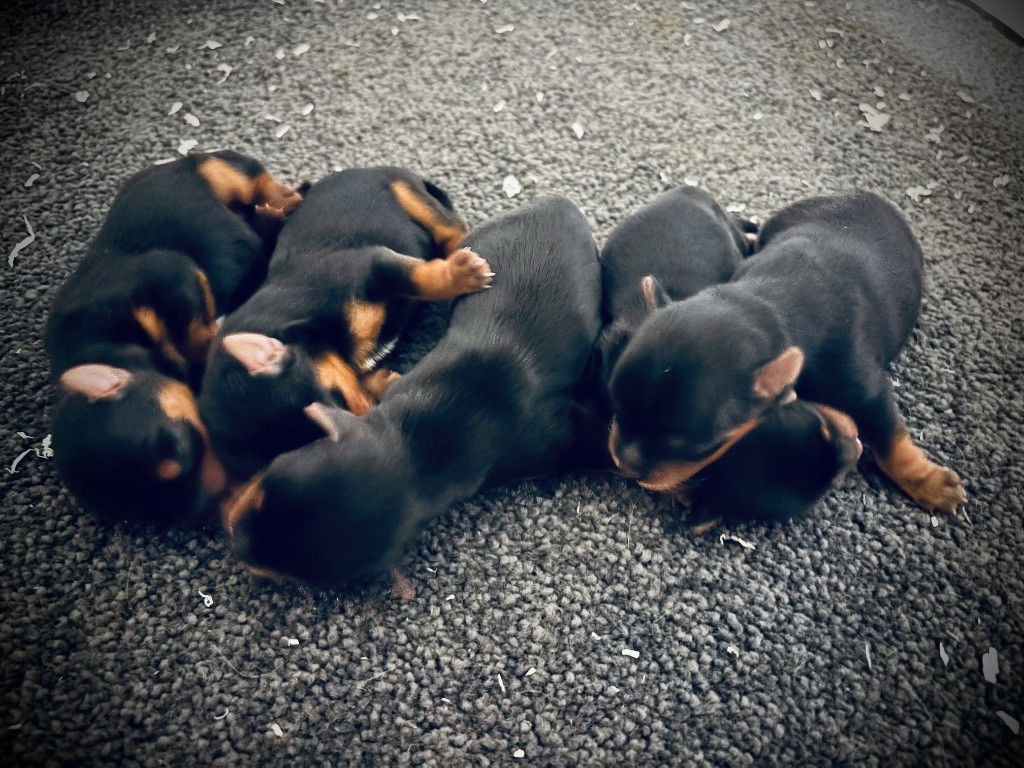des vents d'océan - Chiots disponibles - Yorkshire Terrier