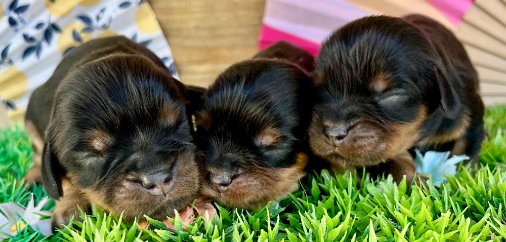des vents d'océan - Chiots disponibles - Cavalier King Charles Spaniel