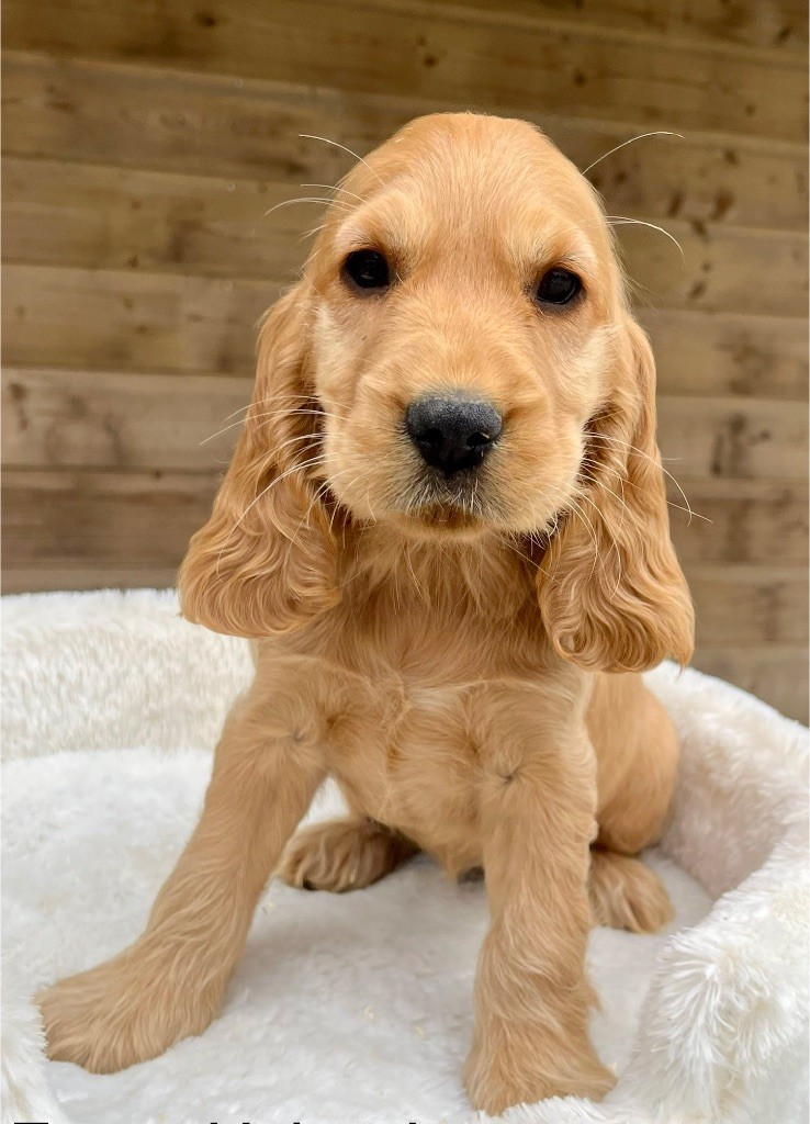 des vents d'océan - Chiots disponibles - Cocker Spaniel Anglais
